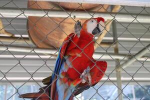 hermosa loro sentado en un jaula a un zoo foto