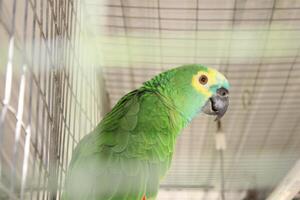 Beautiful Parrot Sitting In A Cage At A Zoo photo