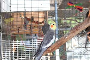 Beautiful Parrot Sitting In A Cage At A Zoo photo