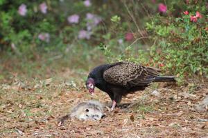 Red Headed Vulture Feeding On RoadKill. photo