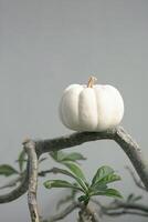 One little pumpkin levitation among the branches. photo