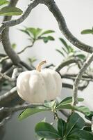 Tiny white pumpkin among the tree branches. photo