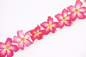 Pink flowers in a row. photo