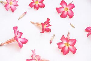 Pink flowers background. Floral arrangement. photo