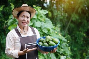 Happy Asian gardener wears hat,apron, holds basket of avocado fruits in garden. Concept , organic agriculture occupation lifestyle. Happy farmer. Sustainable living, grows crops for eating or selling. photo