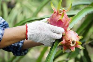 Close up farmer hands wears white gloves, picking, harvesting dragon fruits in garden. Concept, agriculture occupation. Thai farmer grow organic fruits for eating, sharing or selling in community. photo