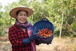 Asian woman gardener works at cashew garden, holds basket of cashew fruits. Economic crop in Thailand. Summer fruit. Ready to be harvested. Concept, happy farmer. Agriculture lifestyle. photo