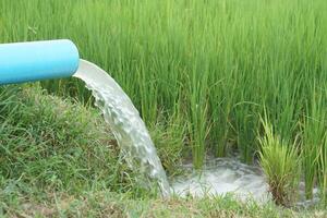 Blue pipe with flowing water to green paddy field which farmer use a water pumping machine through the pipe into rice plantation.Concept, taking care of  agriculture crop photo