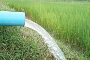 Blue pipe with flowing water to green paddy field which farmer use a water pumping machine through the pipe into rice plantation.Concept, taking care of  agriculture crop photo