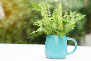 Fresh holy basil, Ocimum sanctum plants on vase cup. Concept,Thai herbal vegetables for seasoning with spicy taste of food. Medicinal property. Medicine from nature. photo