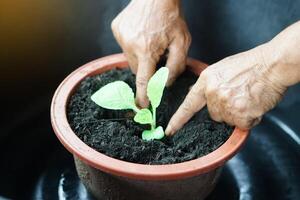 Close up hands are growing young plant in pot of organic soil. Concept, gardening, agriculture process of growing vegeatbles. Remove seedling from seeding tray to grow in pot. photo