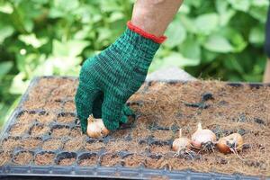 cerca arriba jardinero mano es siembra chalote bombillas en planta de semillero bandeja en jardín. concepto, agrícola actividad. jardinería proceso en agricultura obras. foto