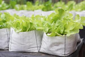 orgánico verde ensalada vegetales fueron crecido en blanco sacos concepto, orgánico jardinería. creciente sano vegetales en guardería pantalones a hogar, fácil a controlar de riego, fertilizante o tomando cuidado. foto