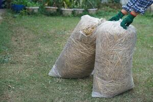 cerca arriba jardinero llevar dos pantalones de arroz Paja heno, preparado para haciendo compost en jardín. concepto, utilizando agrícola residuos materiales ese lata descomponer a hacer compost o cubrir suelo suelo. foto