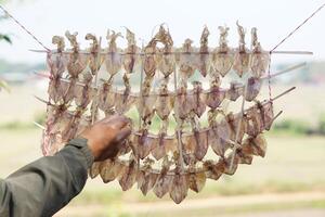 Drying squids outdoor, hung on rope. Concept, food preservation for next time cooking or keep long live of food by drying on sunlight or air. Local wisdom of keep food. photo