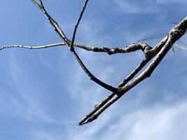 dry tree branches on blue sky background photo