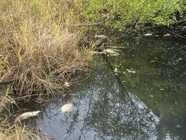 dead fish in the forest photo