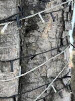 a closeup shot of a bark tree with light bulb photo