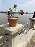 hermosa flor planta cerca el río foto