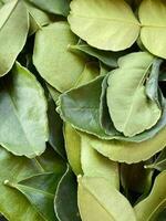 Kaffir lime leaves for cooking photo