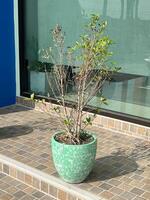 green plant in a pot on the wall photo