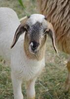 a closeup shot of a white sheep in the farm photo