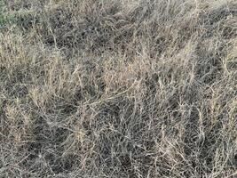 dry grass in the field photo