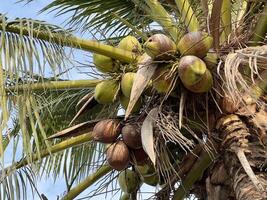 close up coconuts on palm tree photo