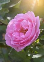 pink rose in garden close up photo