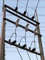 electric pole with electrical wires photo