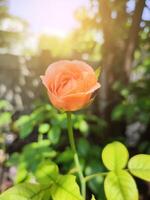 hermosas rosas en el jardín foto