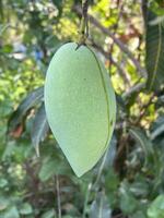 green mango with a leaf on the tree photo