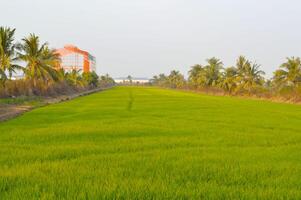 rice field and green grass with blue sky background photo