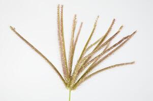 swollen finger grass flower on white background photo