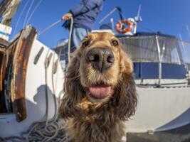 cocker spaniel dog sailor on a sail boat photo