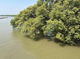 mangrove forest and river at Chachoengsao Thailand photo