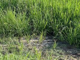 arroz campo en país Tailandia foto