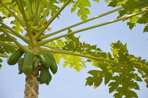 papaya tree with green leaves photo