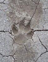 the surface of the dog's footprint photo