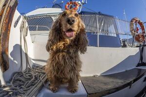 cocker spaniel perro marinero en un vela barco foto