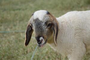 white sheep in the field photo