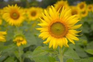 sunflower in the field photo