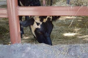 negro vaca en el granero foto