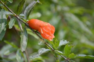 close up of fresh pomegranate growing on tree branch in the garden photo