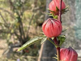 cerca arriba de roselle flor en naturaleza jardín foto