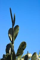 Green prickly pear cactus plant against blue sky photo