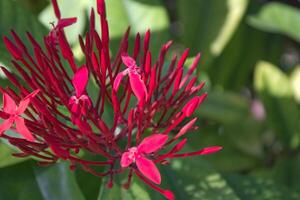 Red flower bloom with green leaves on a sunny day photo