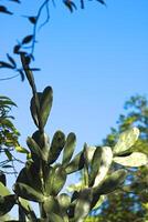 Green prickly pear cactus plant photo