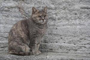 stray cat of istanbul street portrait photo