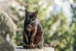 stray cat of istanbul street portrait photo